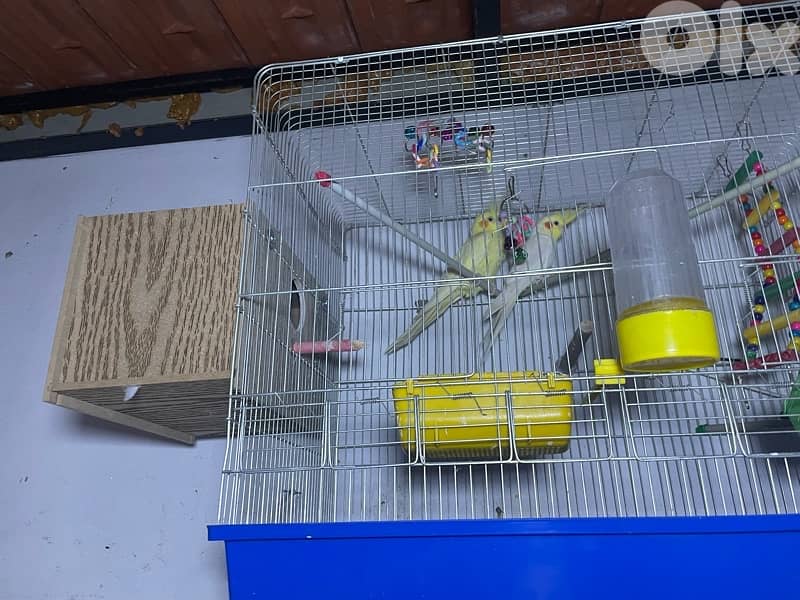 جوز كروان لاتينو 0