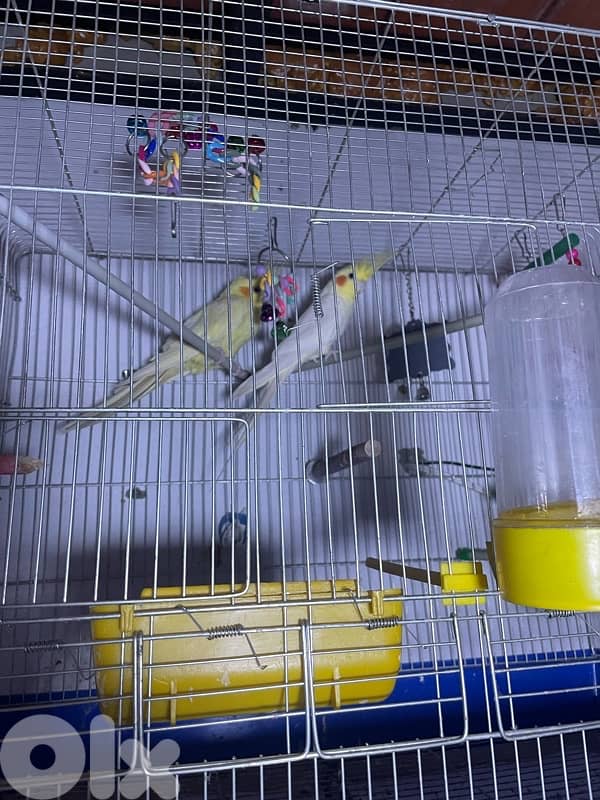 جوز كروان لاتينو 1