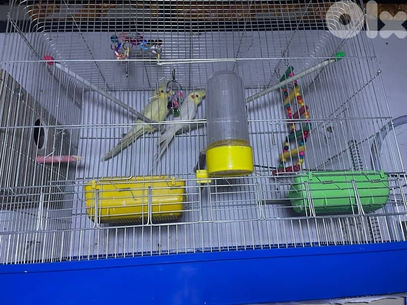 جوز كروان لاتينو 2