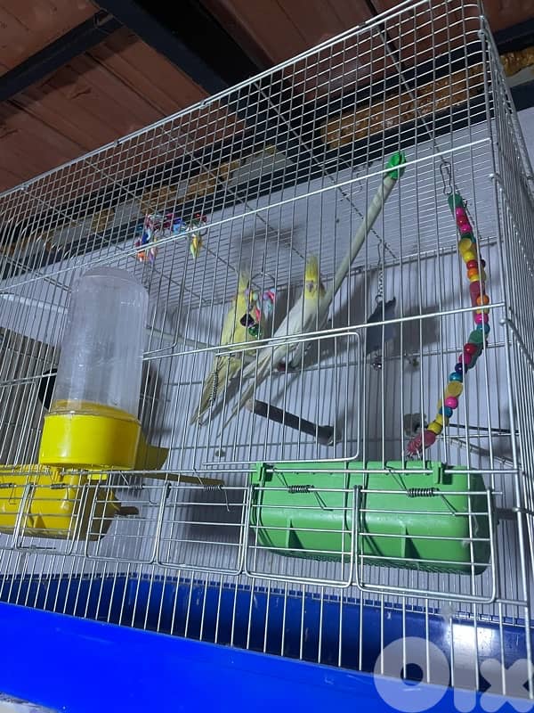 جوز كروان لاتينو 3