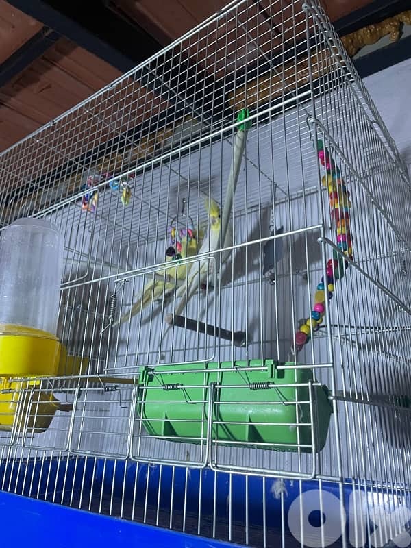 جوز كروان لاتينو 4