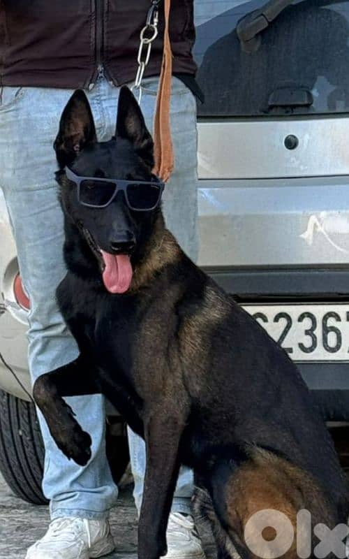 malinois 1