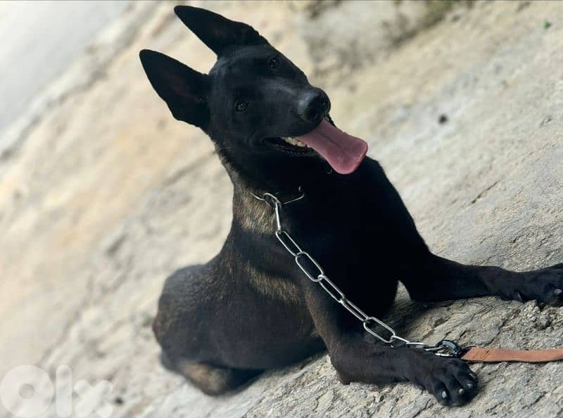 malinois 2