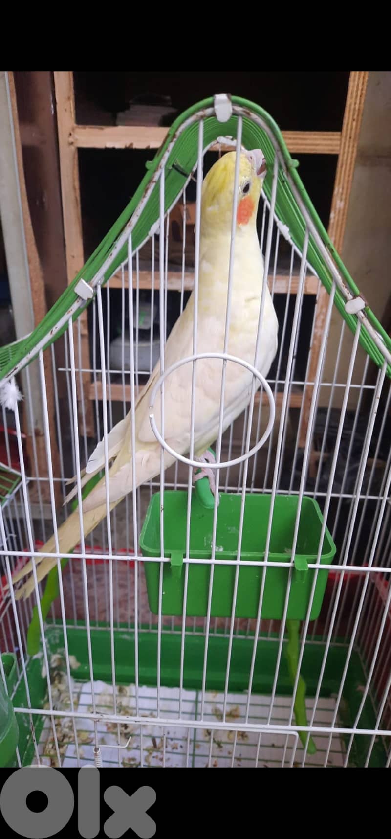 كروان مروض 0