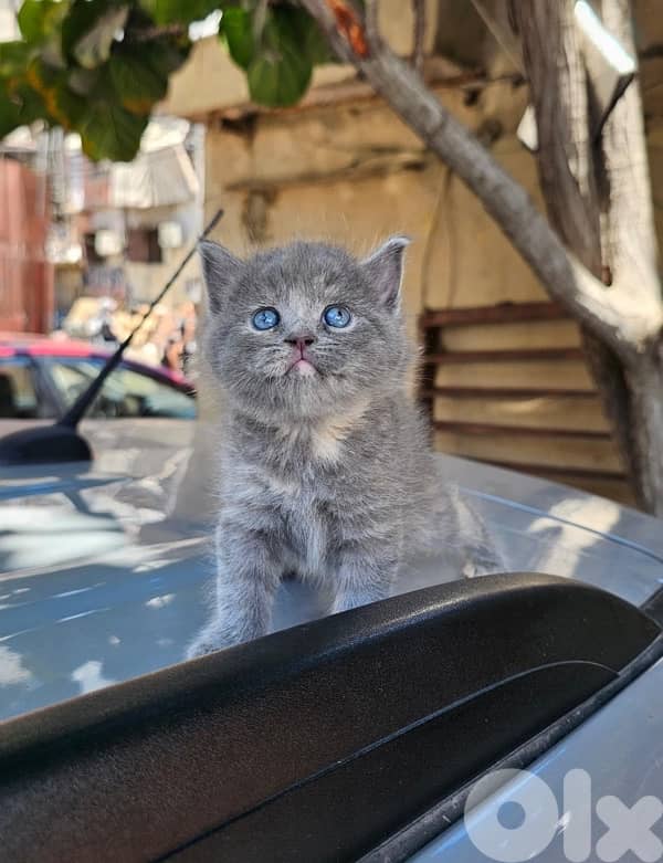 british short hair 0