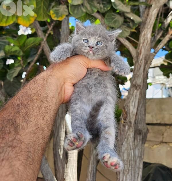 british short hair 1