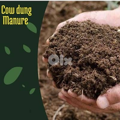 Cow aged manure  سواد بقر