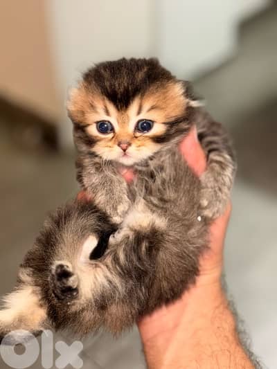 kitten