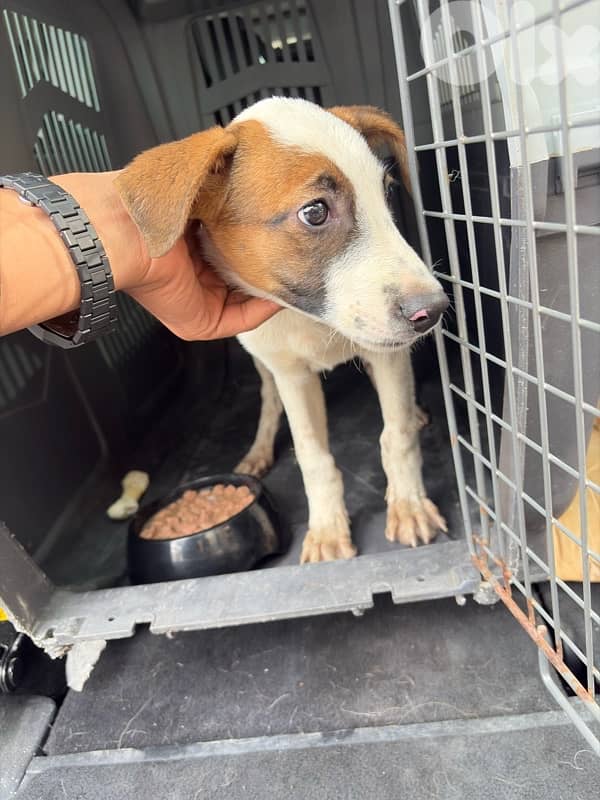 for adoption jack russell 0