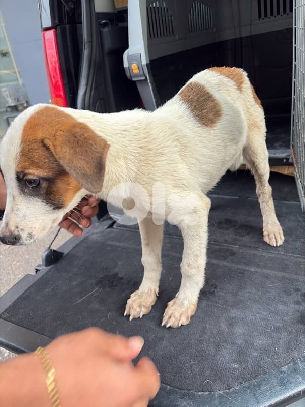 for adoption jack russell 1