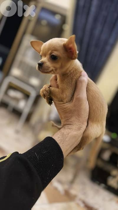mini chihuahua