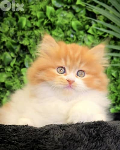 Special Orange & White Persian Kitten/ cat قطط