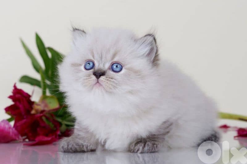 British Colorpoint Longhair Kitten/ cat قطط 0