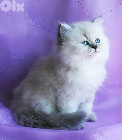 Colorpoint British Longhair Kitten/ cat قطط