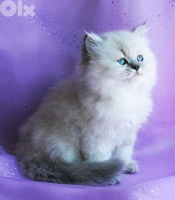 Colorpoint British Longhair Kitten/ cat قطط 0