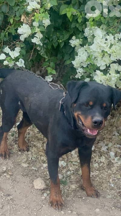 rottweiler