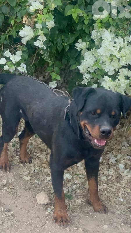 rottweiler 0