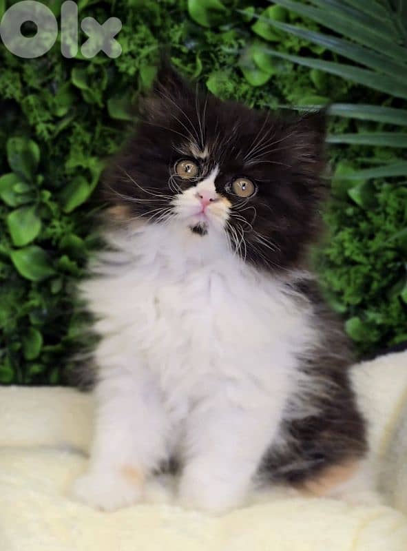 Tricolor Special & Unique Persian Kitten/ cat قطط 0