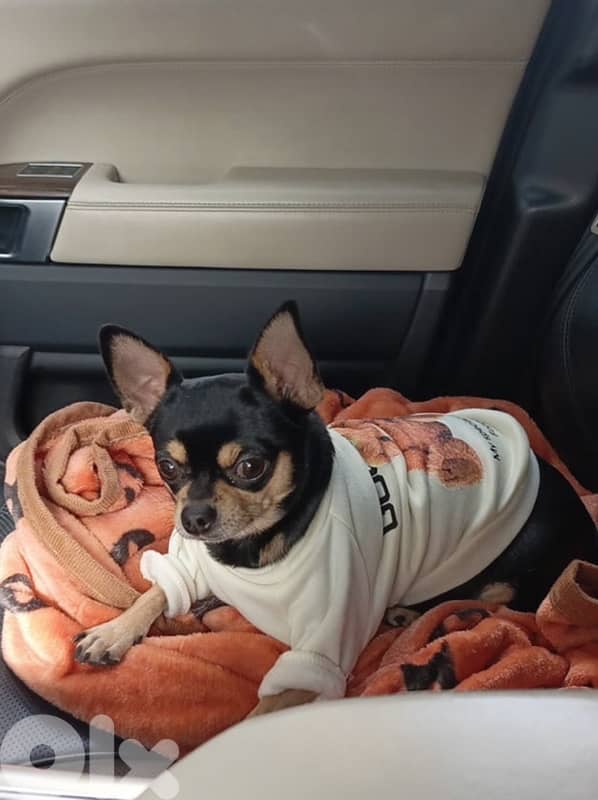 mini chihuaha for sale 0