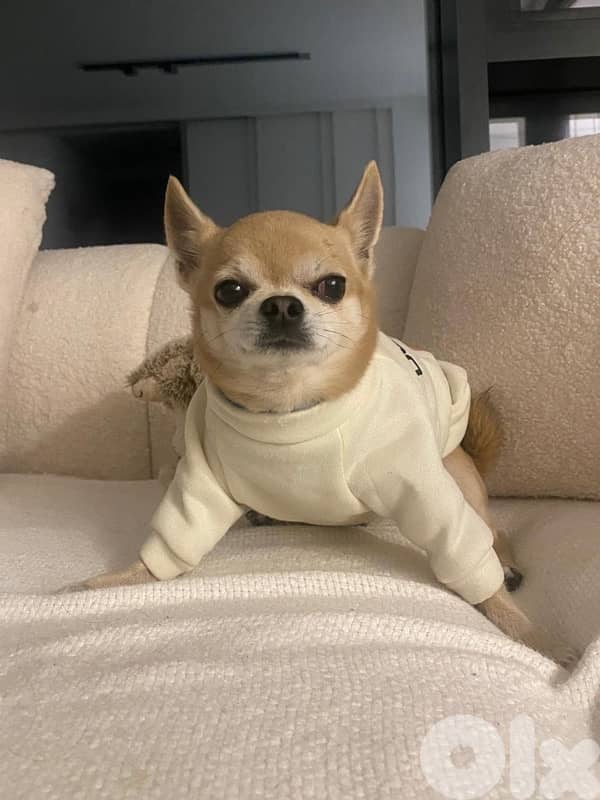 mini chihuaha for sale 1