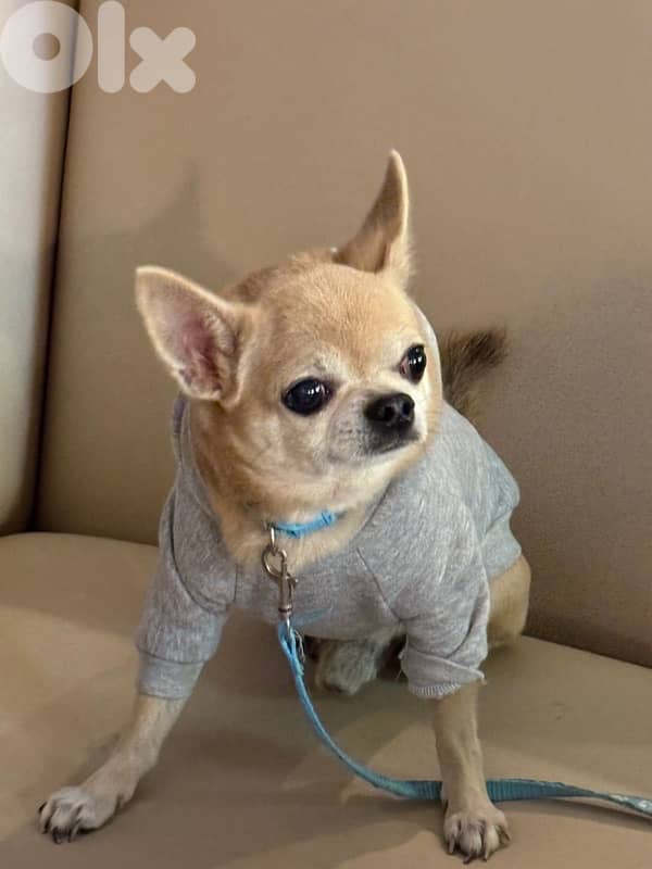 mini chihuaha for sale 2