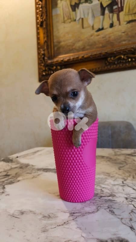 mini chihuaha for sale 3