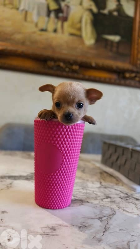 mini chihuaha for sale 4