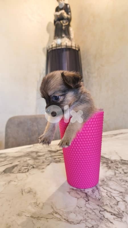 mini chihuaha for sale 6