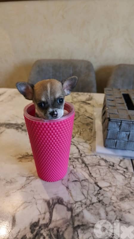 mini chihuaha for sale 7