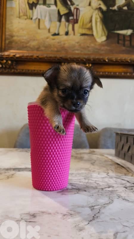 mini chihuaha for sale 8