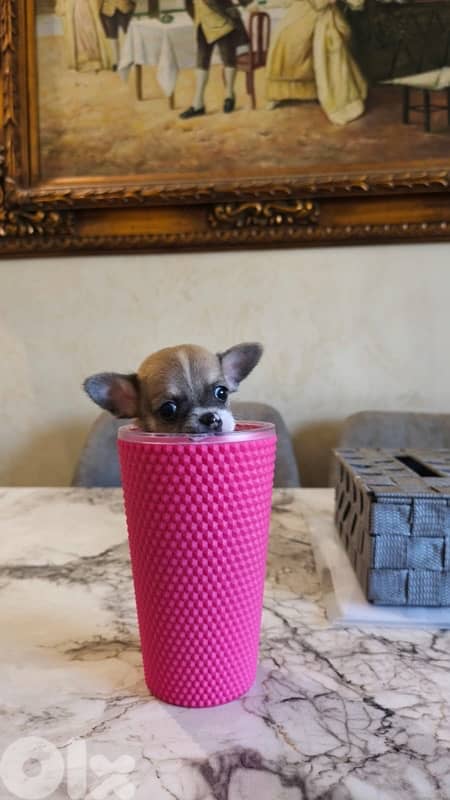 mini chihuaha for sale 9