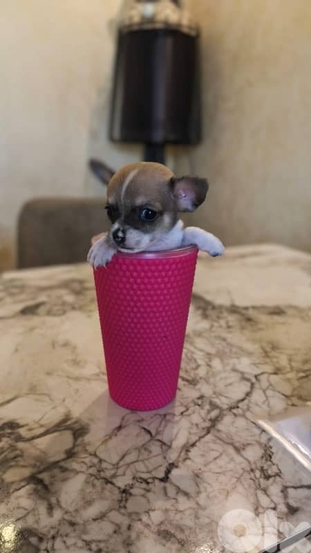 mini chihuaha for sale 10