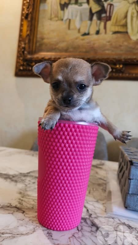 mini chihuaha for sale 12