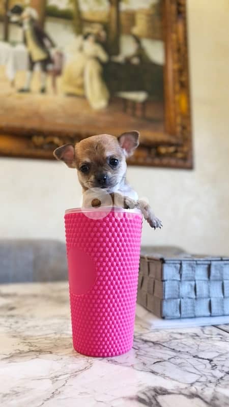 mini chihuaha for sale 14