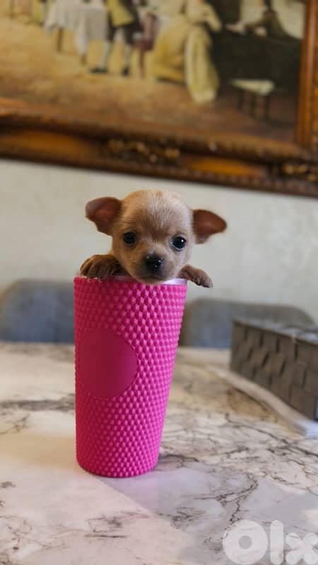 mini chihuaha for sale 15