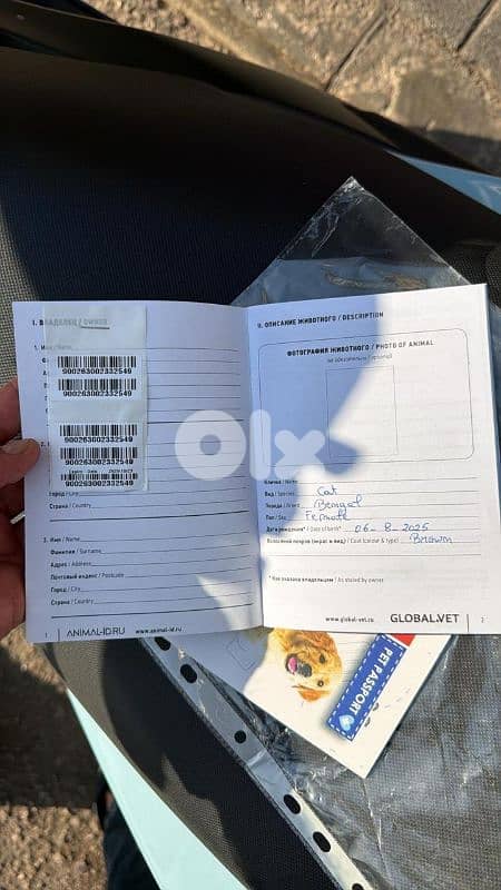 pure bengal kitten 1