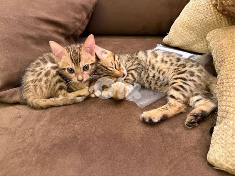 pure bengal kitten 2