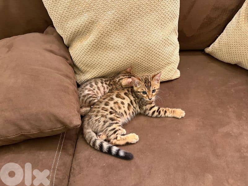 pure bengal kitten 3