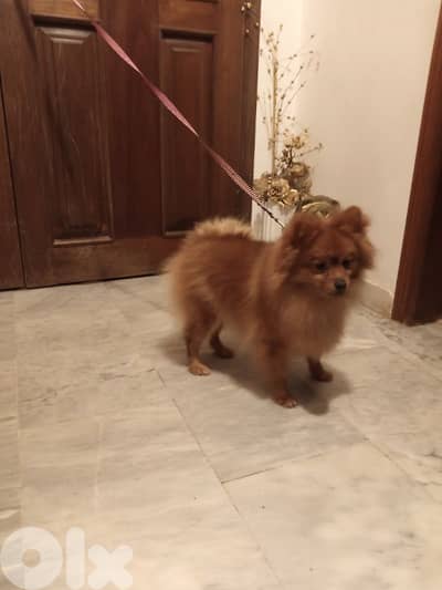 Pomeranian