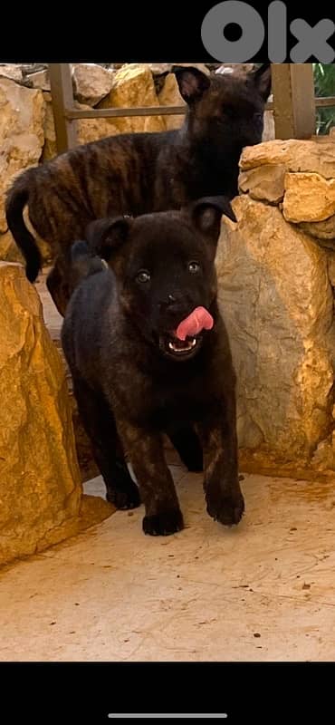 DEUTSCH malinois not belgian!