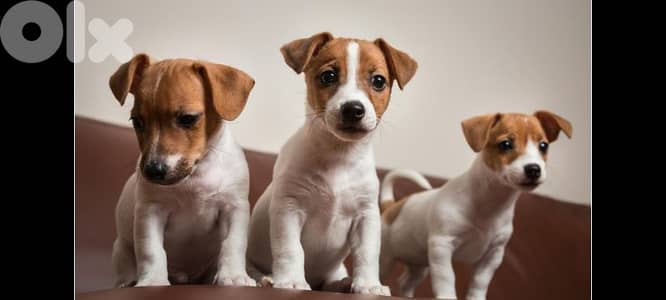 jack Russell  71789066