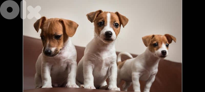 jack Russell  71789066 0