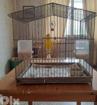 كناري عمى أربعة أشهر يتعلم التغريد