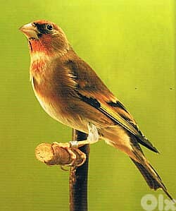 نغل طائر مستوى عالي جداً 0