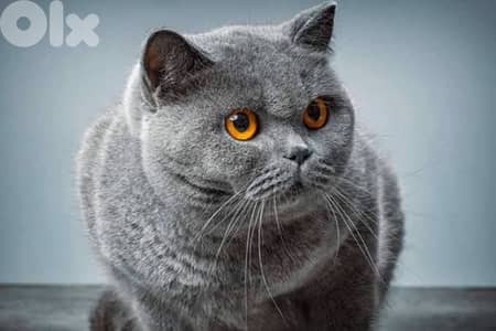 سكوتش وبريتش