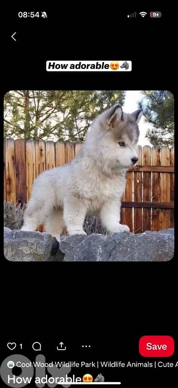 Beautiful Silver Grey Husky puppy available in store & Delivery