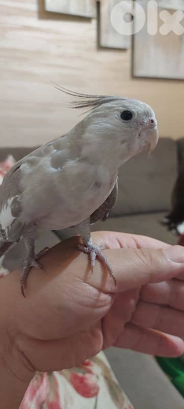 كروان ذكر فرج للبيع مروض