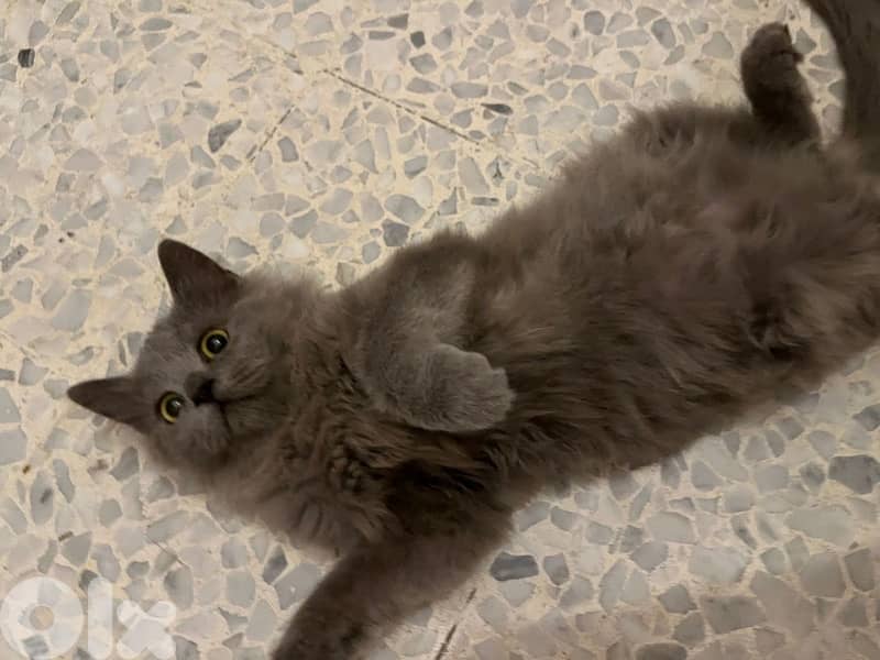 Fluffy British Longhair Kitten 0