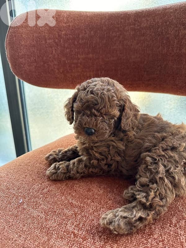 Imported Red Brown Toy Poodle / FREE accessories 1