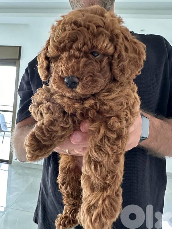 Imported Red Brown Toy Poodle / FREE accessories 2